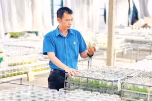Anh Thái Xuân Biên kiểm tra quy trình nuôi cấy mô cây giống lâm nghiệp tại phòng thí nghiệm Công ty cổ phần Công nghệ sinh học lâm nghiệp Thái Xuân Biên.