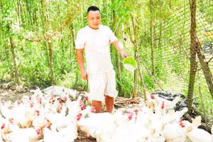 Mô hình nuôi gà Ai Cập lấy trứng của anh Nguyễn Thành Tuân đang mang lại nhiều tiềm năng.