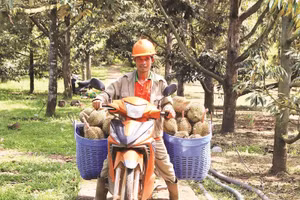 Anh KaTơ Nguốn thu hoạch sầu riêng.