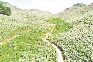 Những đồi cà-phê ở Sơn La.