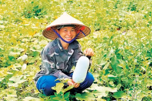 Người dân thôn Nà Cà, xã Nghĩa Tá thu hoạch bí xanh thơm (Ảnh THU BÌNH)