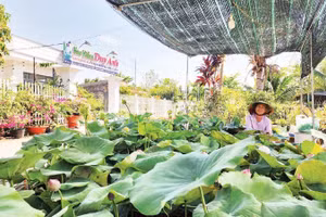 Trồng sen chậu tại cơ sở sản xuất hoa kiểng Duy Anh, phường Mỹ Ngãi, tỉnh Đồng Tháp.