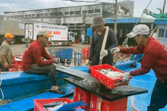 Việc kết nối trách nhiệm giữa ngư dân-cảng cá-thương lái là chìa khóa giúp Bình Định đạt được hiệu quả cao trong công tác xác nhận nguồn gốc thủy sản.