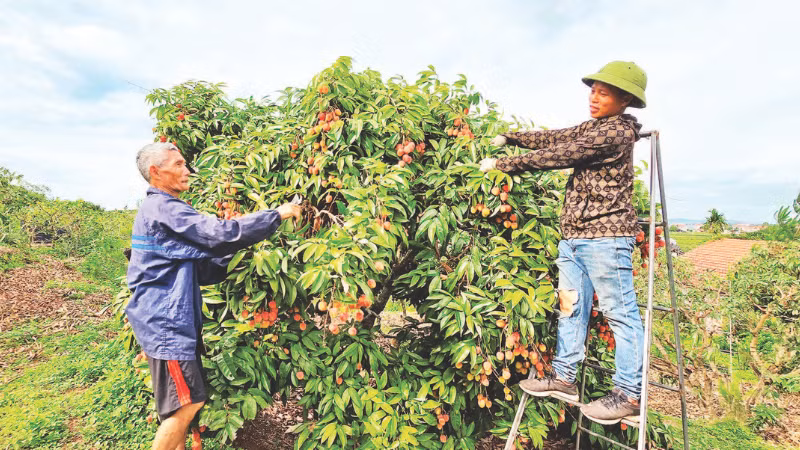 Anh Hoàng Văn Sơn (phải), thôn Quất Du 1 đã áp dụng mô hình trồng vải thiều sạch theo công nghệ sinh học ANISAF SH-01. 