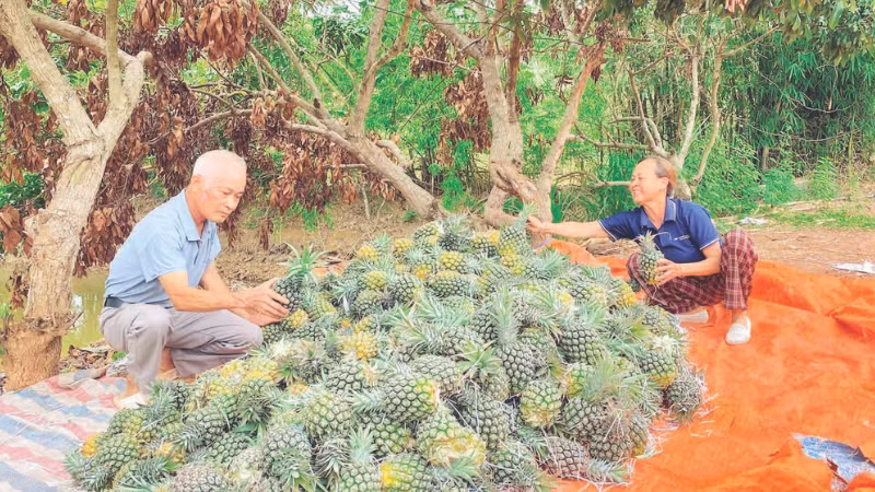 Gia đình bà Nguyễn Thị Báu phân loại dứa trước khi đem bán.