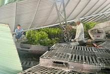 Hiện trường vụ dông lốc sáng sớm 23/7 tại xã Ba Sao, tỉnh Đồng Tháp.