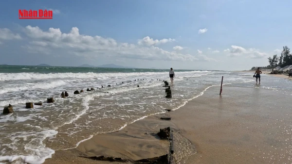 [Video] Đà Nẵng: Mục sở thị "báu vật" lộ diện trên biển An Bàng 