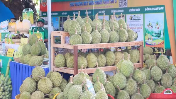 Sản phẩm sầu riêng Khánh Sơn tại "Tuần lễ Nông sản và sản phẩm OCOP tỉnh Khánh Hòa năm 2026".