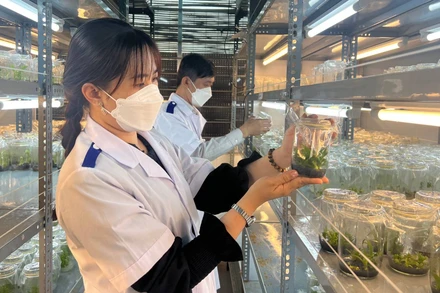 Sản xuất cây giống ứng dụng công nghệ cao tại tỉnh Vĩnh Long.