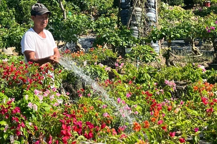 Nông dân Nguyễn Văn Màu (ngụ xã Vĩnh Thành, tỉnh Vĩnh Long) chăm sóc cây hoa giấy chuẩn bị cho vụ mùa Tết. (Ảnh HOÀNG TRUNG)