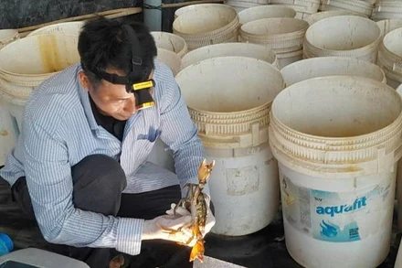 Thầy giáo Đào Phước Xoàn nuôi cua lột đạt chứng nhận OCOP hạng 3 sao. (Ảnh: HOÀNG TRUNG)