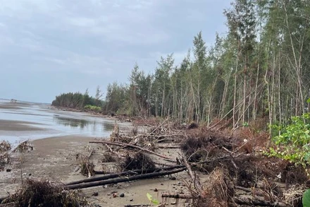 Sạt lở bờ biển tại xã Bảo Thạnh (tỉnh Vĩnh Long) làm rừng phi lao mất dần. (Ảnh: HOÀNG TRUNG)