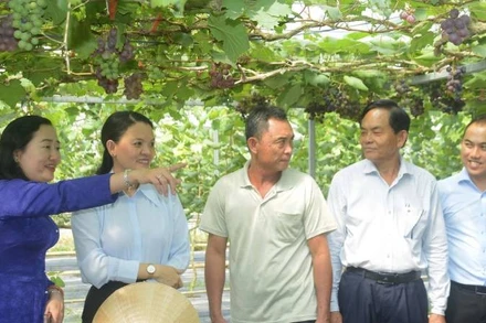 Du lịch sinh thái gắn với sản xuất nông nghiệp ở Phước Mỹ Trung.