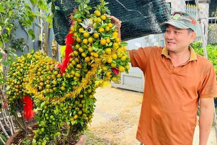 Nghệ nhân Trần Văn Trưởng tạo dáng cây quất thành hình con ngựa bán trong dịp Tết.