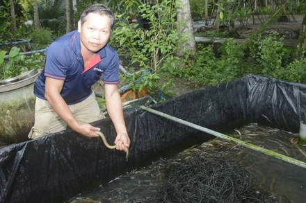 Thầy giáo Huỳnh Văn Bình vừa dạy học vừa nuôi lươn để phát triển kinh tế gia đình.