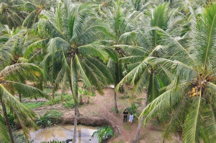 Cây dừa Việt Nam đối mặt với nhiều thách thức để phát triển.