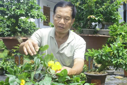 Sản phẩm mai vàng tại xã Vĩnh Thành (tỉnh Vĩnh Long) đạt chuẩn OCOP hạng 3 sao.