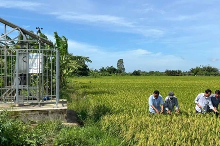 Ngành nông nghiệp và môi trường tỉnh Vĩnh Long phấn đấu tăng trưởng 3,2% trong năm 2026. (Ảnh: HOÀNG TRUNG)