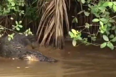 Hình ảnh con cá sấu do người dân ghi lại. (Ảnh: cắt từ clip)