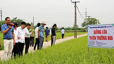 Mô hình trình diễn giống lúa Thiên Trường 900 tại xã Trực Chính, huyện Trực Ninh (Nam Định).