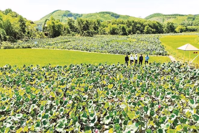 Mô hình trồng sen phục vụ du lịch cộng đồng thôn Đại An.
