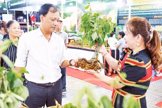 Khách tham quan tìm hiểu sâm Ngọc Linh tại chương trình giới thiệu, quảng bá dược liệu Đà Nẵng.