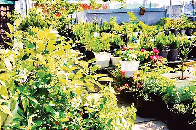 Nhiều gia đình tại Thành phố Hồ Chí Minh tận dụng khoảng không trên mái nhà để tạo ra những vườn rau.