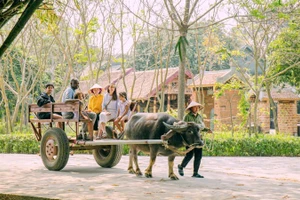 Du khách trải nghiệm "tour xe trâu" tại Hợp tác xã Sinh Dược.