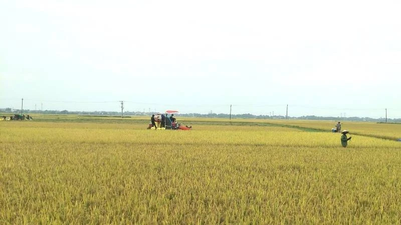 Nông dân xã Quảng Lưu, huyện Quảng Trạch thu hoạch lúa đông xuân.