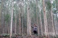 Nhiều hộ trồng rừng trên địa bàn tỉnh Tuyên Quang đã đăng ký trồng rừng gỗ lớn nhằm mang lại hiệu quả kinh tế cao. (Ảnh nhandan.vn)