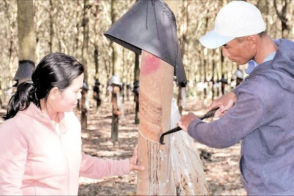 Người dân xã Đăk Rơ Wa được tập huấn kỹ thuật, giúp nâng cao năng suất cây trồng.