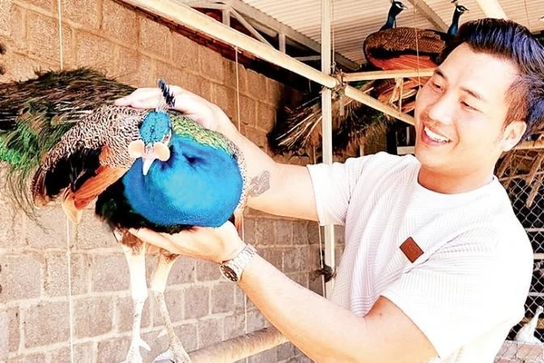 Anh Vũ Tiến Đạt bên chim công xanh trong khu chuồng nuôi.