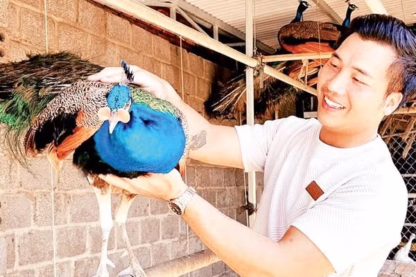 Anh Vũ Tiến Đạt bên chim công xanh trong khu chuồng nuôi.
