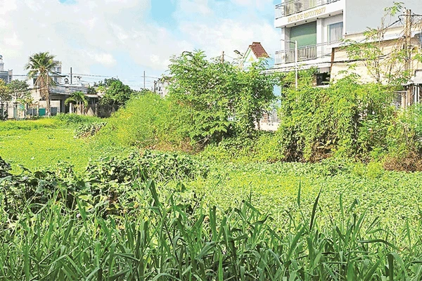 Cỏ dại, lau sậy mọc um tùm ở các con rạch.