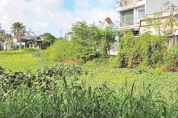 Cỏ dại, lau sậy mọc um tùm ở các con rạch.