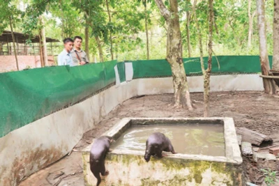 Hai cá thể rái cá thuộc nhóm động vật nguy cấp được chăm sóc tại Vườn quốc gia Cát Tiên.