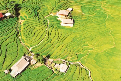 Thửa ruộng bậc thang trải dài như những dải lụa xanh.