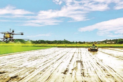 Cơ giới hóa trong trồng lúa chất lượng cao ở Hợp tác xã Tiến Thuận, thành phố Cần Thơ.