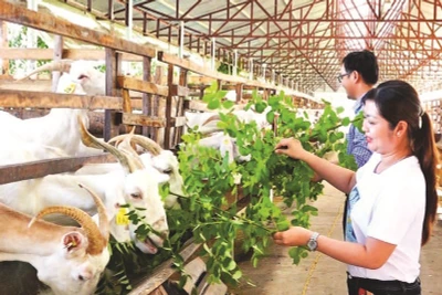 Trại sữa dê Ngọc Đào của chị Đặng Thị Ngọc Đào ở xã Tân Hòa, thành phố Cần Thơ.