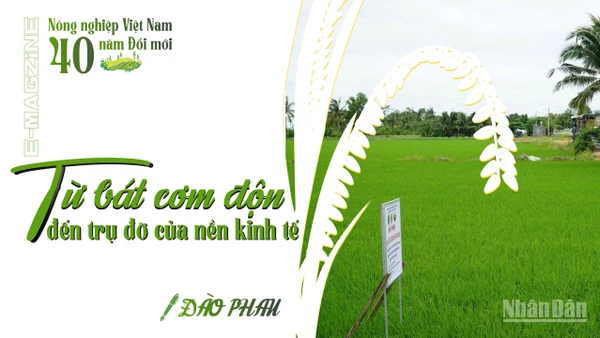 Từ bát cơm độn đến trụ đỡ của nền kinh tế