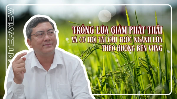 Trồng lúa giảm phát thải và cơ hội tái cấu trúc ngành lúa theo hướng bền vững