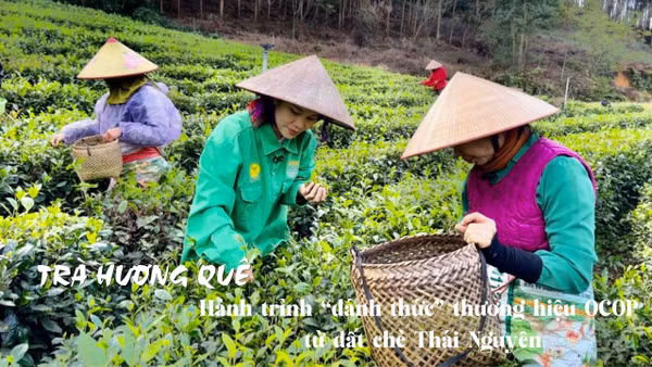 Từ bàn tay người nông dân đến sản phẩm OCOP, các sản phẩm chè không chỉ là thức uống mà là kết tinh văn hóa, sinh kế và giấc mơ hội nhập.