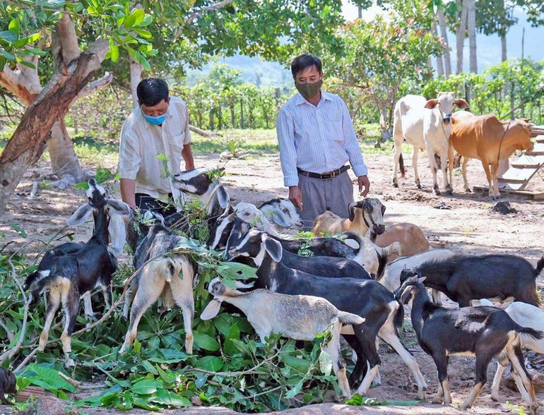 Ông Nay Hoa (bên phải) là hộ dân Jrai đầu tiên phát triển đàn dê quy mô khá lớn ở xã Chư Drăng, huyện Krông Pa, tỉnh Gia Lai.