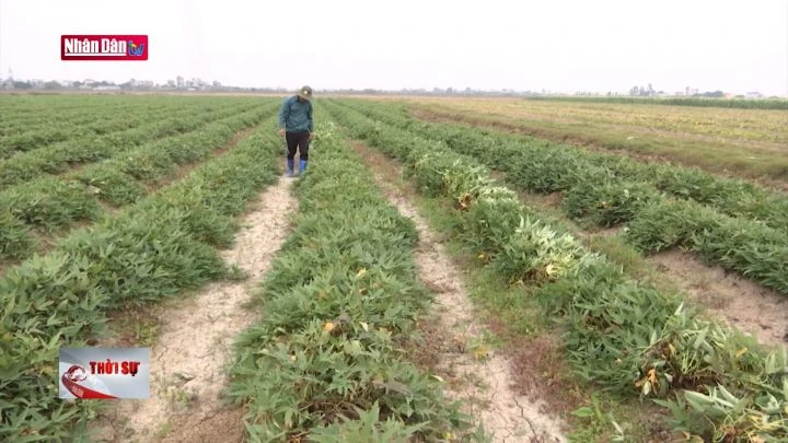 Cần tháo gỡ rào cản, huy động nguồn lực đất đai cho sản xuất tập trung