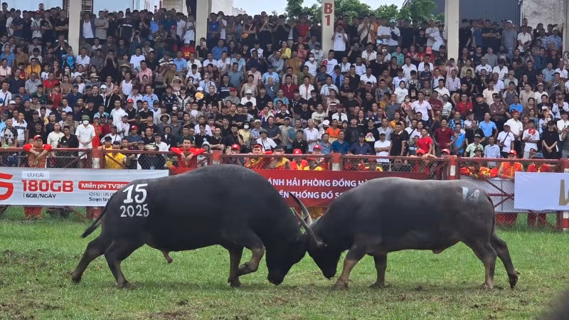 Lễ hội chọi trâu truyền thống “Đồ Sơn-VTV năm 2025” tổ chức tại Sân vận động phường Đồ Sơn (Hải Phòng), thu hút hàng vạn người theo dõi trực tiếp.