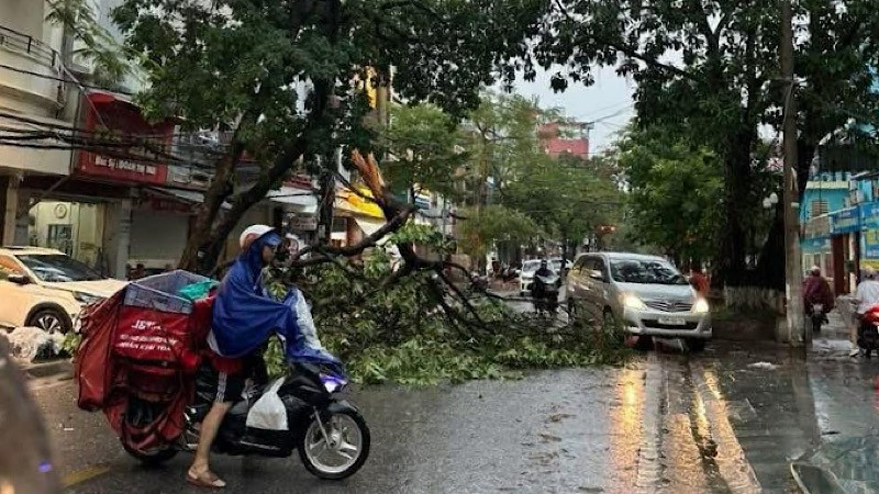 Chiều 19/7, mưa lớn kèm theo gió mạnh, trên một số tuyến đường của thành phố Hải Phòng đã có trường hợp cây xanh bị gãy đổ.