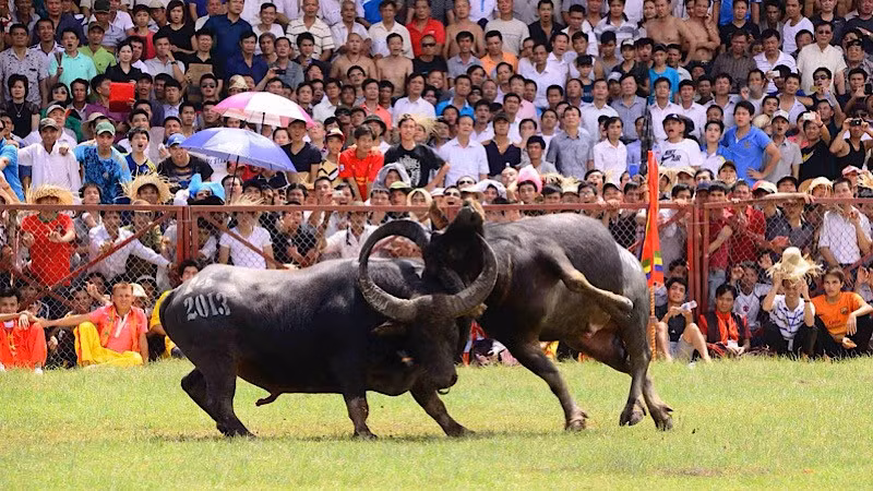 Lễ hội chọi trâu truyền thống Đồ Sơn luôn thu hút sự quan tâm của đông đảo người dân và du khách. (Ảnh tư liệu: Đức Nghĩa)