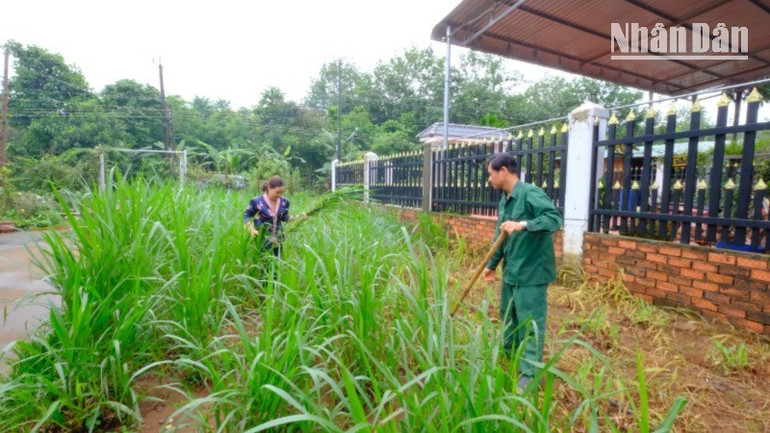 Vợ chồng anh Phạm Xuân Kiều, xã Đắk Ơ, tỉnh Đồng Nai, tận dụng đất trống trồng cỏ nuôi bò. dscf0265-7762-4076.jpg