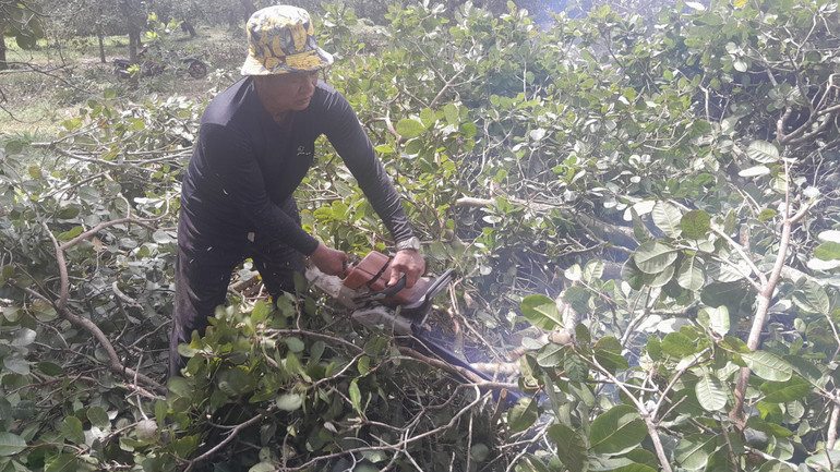 Người dân xã Thuận Lợi chủ động thu dọn cây gãy đổ để tái sản xuất. 20251021-103512.jpg
