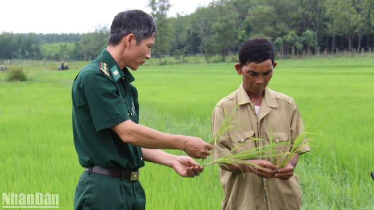 Bộ đội Biên phòng tỉnh Bình Phước giúp nhân dân trồng lúa nước đạt năng suất cao. z4766454312072-471cc88f3bc649f8f15224c0d3b8f7f7-7124.jpg